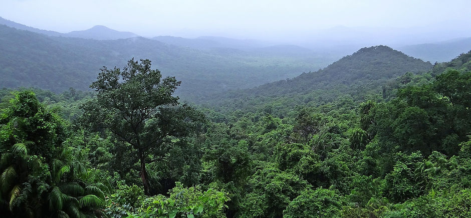 rainforest-384944_1920.jpg