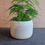 Thumbnail: Plant pot