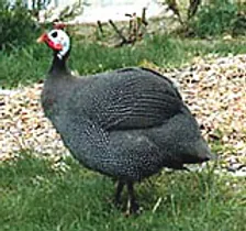 Cara Mengecam Jantina Ayam Mutiara Api Api