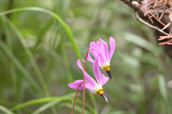 Shooting star