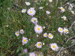 Fleabane daisy