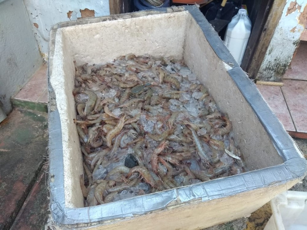 Quatro homens foram detidos por pesca ilegal em Angra dos Reis — Foto: Divulgação/Polícia Federal