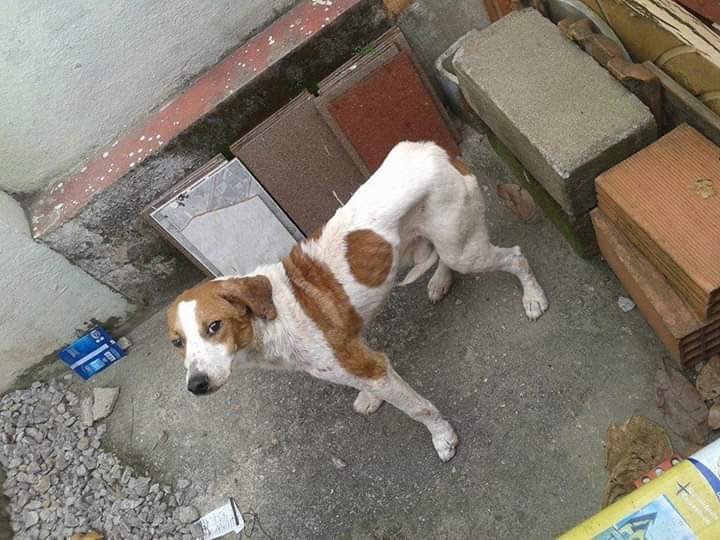 Cachorro que sofria maus-tratos pelo próprio tutor, na Estufa I, em Ubatuba. Foi resgatado e hoje vive uma vida digna, cheio de amor e cuidado pelo tutora, como todo animal merece - Foto: Arquivo pessoal