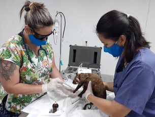 Morre gambá que foi resgatado na Tamoios com 90% do corpo queimado