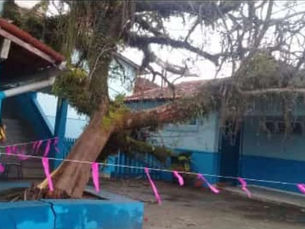 Ventania derruba árvore em pátio de escola pública em Angra dos Reis