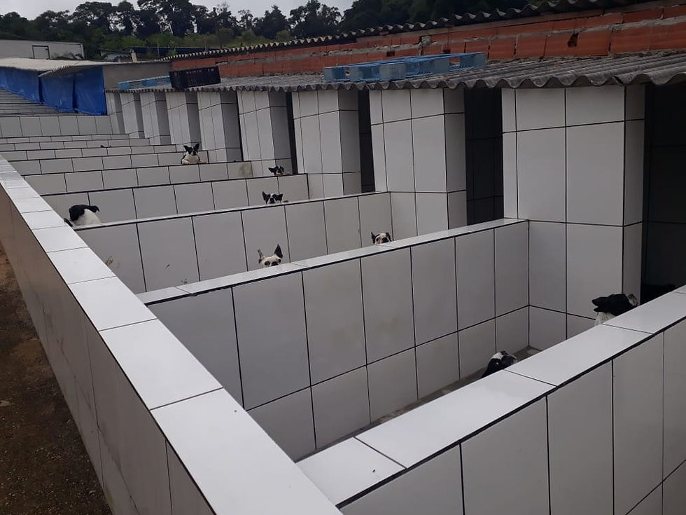 Polícia encontra canil com cães em situação de maus-tratos em Piedade — Foto: Divulgação/PM