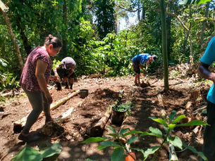 Prefeitura de Ilhabela implanta conceito de agrofloresta na Praia da Fome