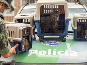 Idoso é multado em R$ 57 mil por maus tratos a gatos em Caraguatatuba