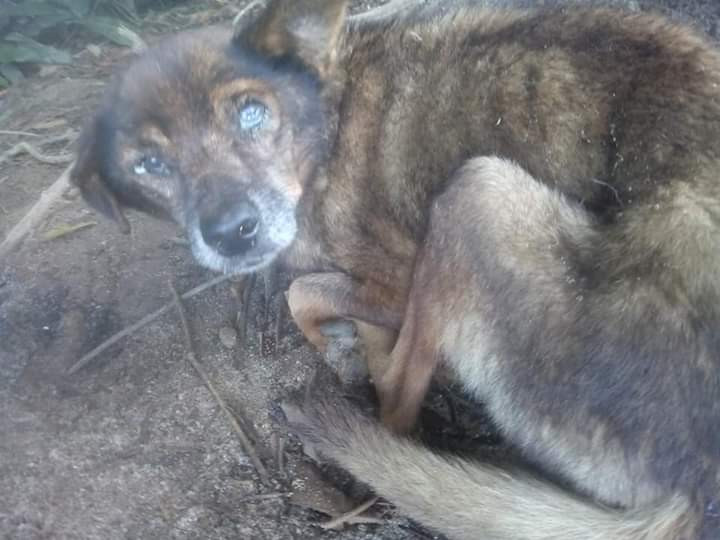Cachorro idoso vítima de maus-tratos em Ubatuba - Foto: Arquivo pessoal