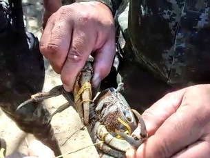 Dupla é multada em R$ 2,8 mil por capturar 100 caranguejos em mangue em Ubatuba