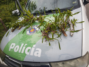 Homem é multado em R$ 6 mil por retirar orquídeas da Mata Atlântica em São Sebastião