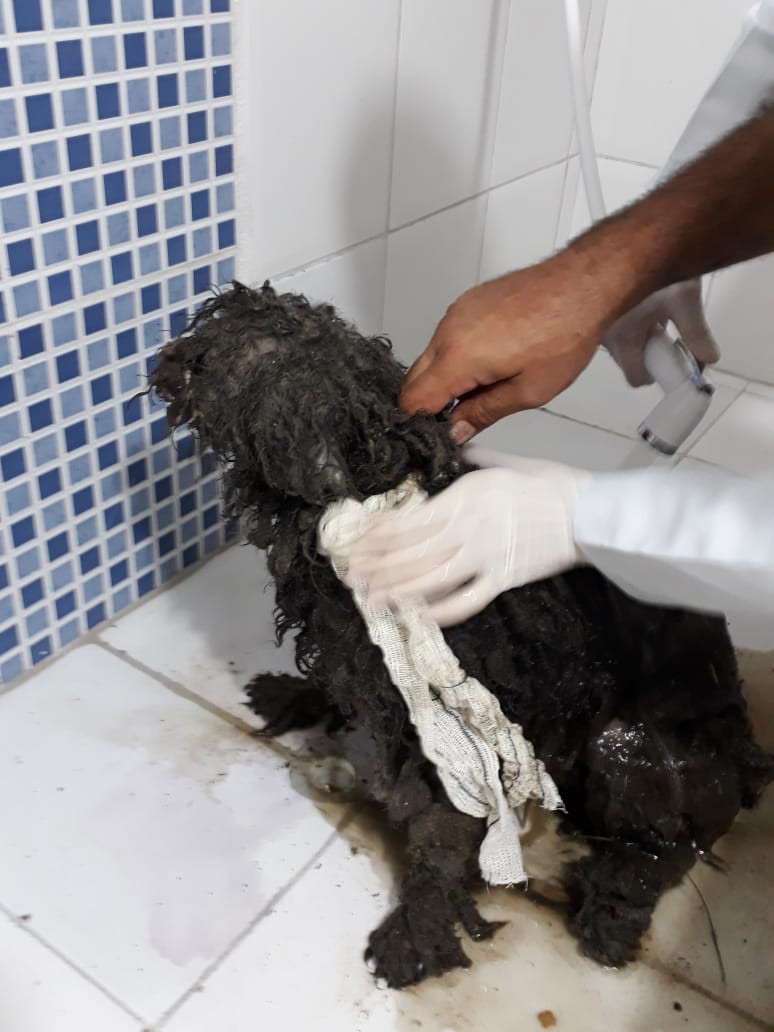 Cachorro vítima de maus-tratos em Ubatuba - Foto: Arquivo pessoal