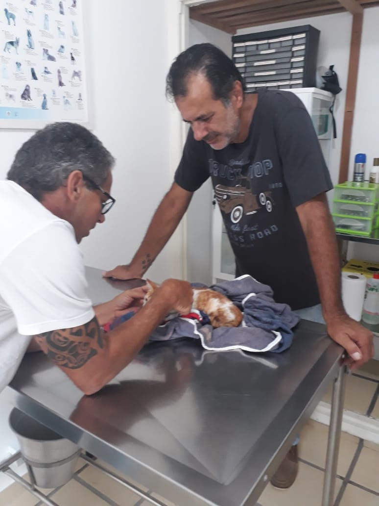 Gatinho vítima de maus-tratos em atendimento veterinário após o resgate feito por Carlos Rocha - Foto: Arquivo pessoal