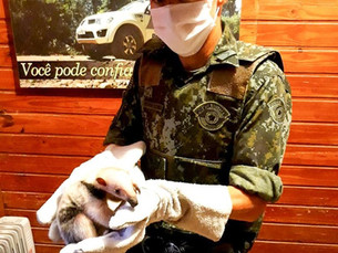 Filhote de Tamanduá-Mirim é salvo e entregue à Polícia Ambiental em Caraguatatuba