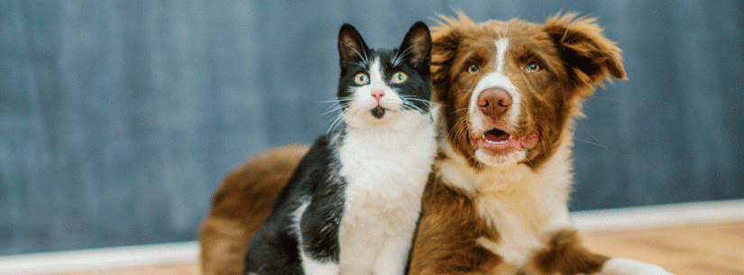 Caraguatatuba prorroga por mais três meses o contrato de 12 clínicas veterinárias para castração