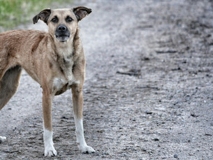 Encontrou um animal abandonado ou precisando de ajuda? Resgate.