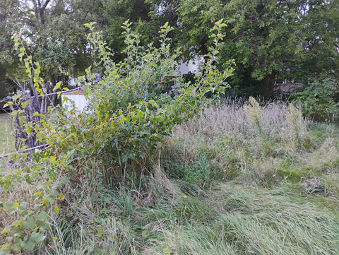 Over grown yard clearing 