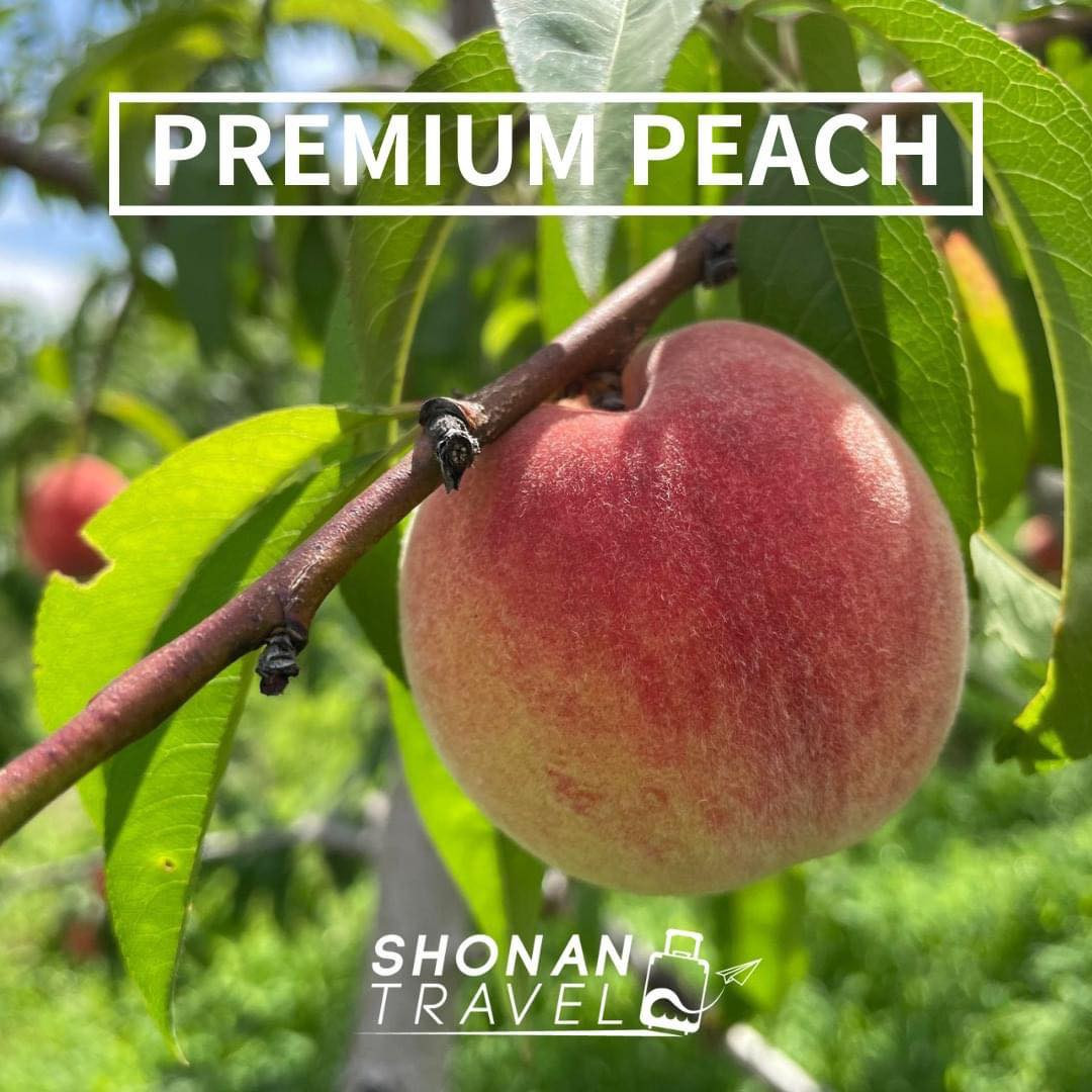 2023山梨県産　ステビア農法　PREMIUM PEACH＜桃＞3キロ