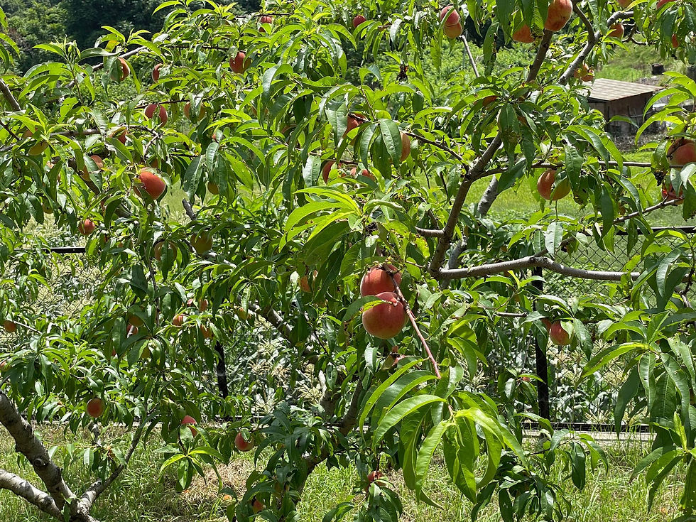 サムネイル： 2023山梨県産　ステビア農法　PREMIUM PEACH＜桃＞3キロ