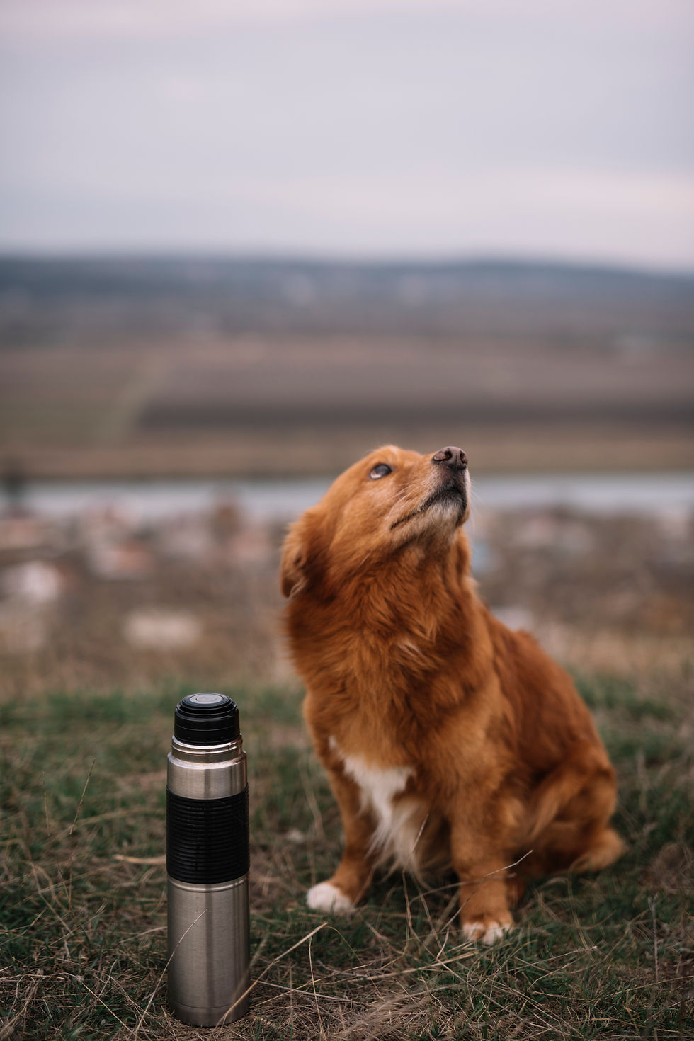 cute-dog-with-thermos-outdoors.jpg