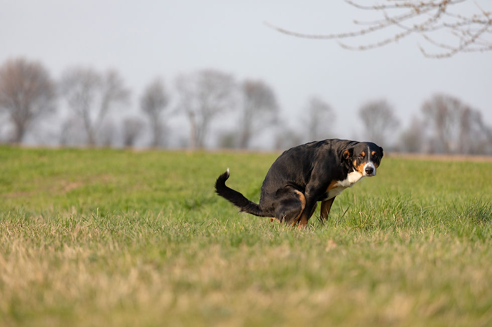 dog-running-field.jpg