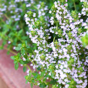 Volume 2 - Aromatische Kräuter aus unserem Garten 