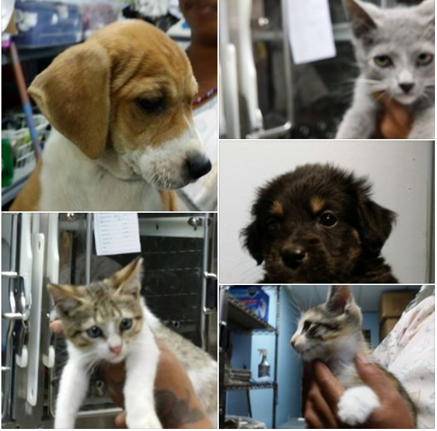 Petco Album 1
