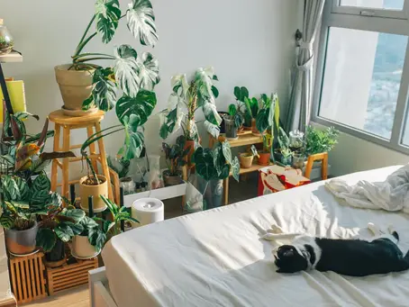 ¿Es peligroso dormir con plantas en la habitación?