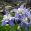 Thumbnail: Colorado Columbine