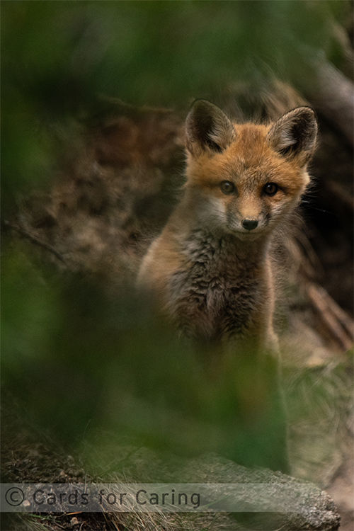 Thumbnail: Fantastic Foxes