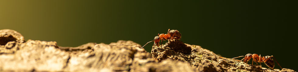 Closeup van mieren