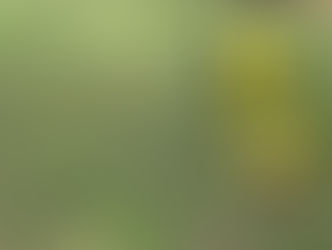 Pflege öffentlicher Gartenfläche nicht als Betriebskosten umlegbar