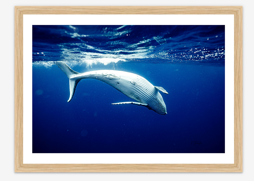 Thumbnail: Ballet in the Blue