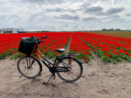 The Tulips of the Netherlands