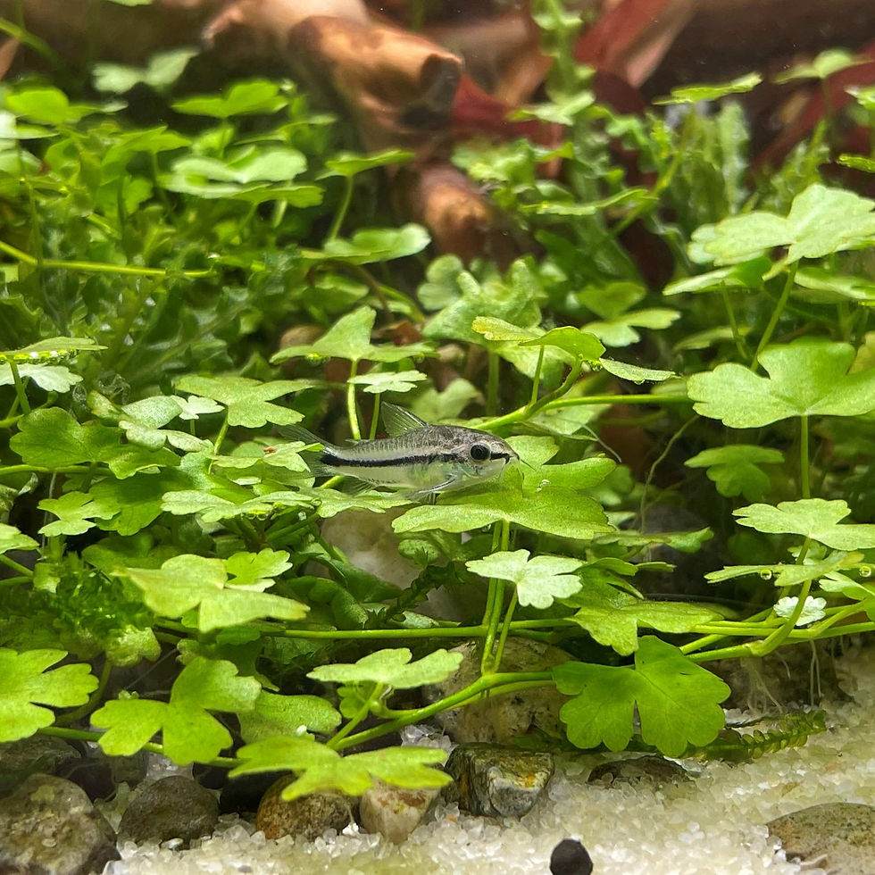 Hydrocotyle tripartita