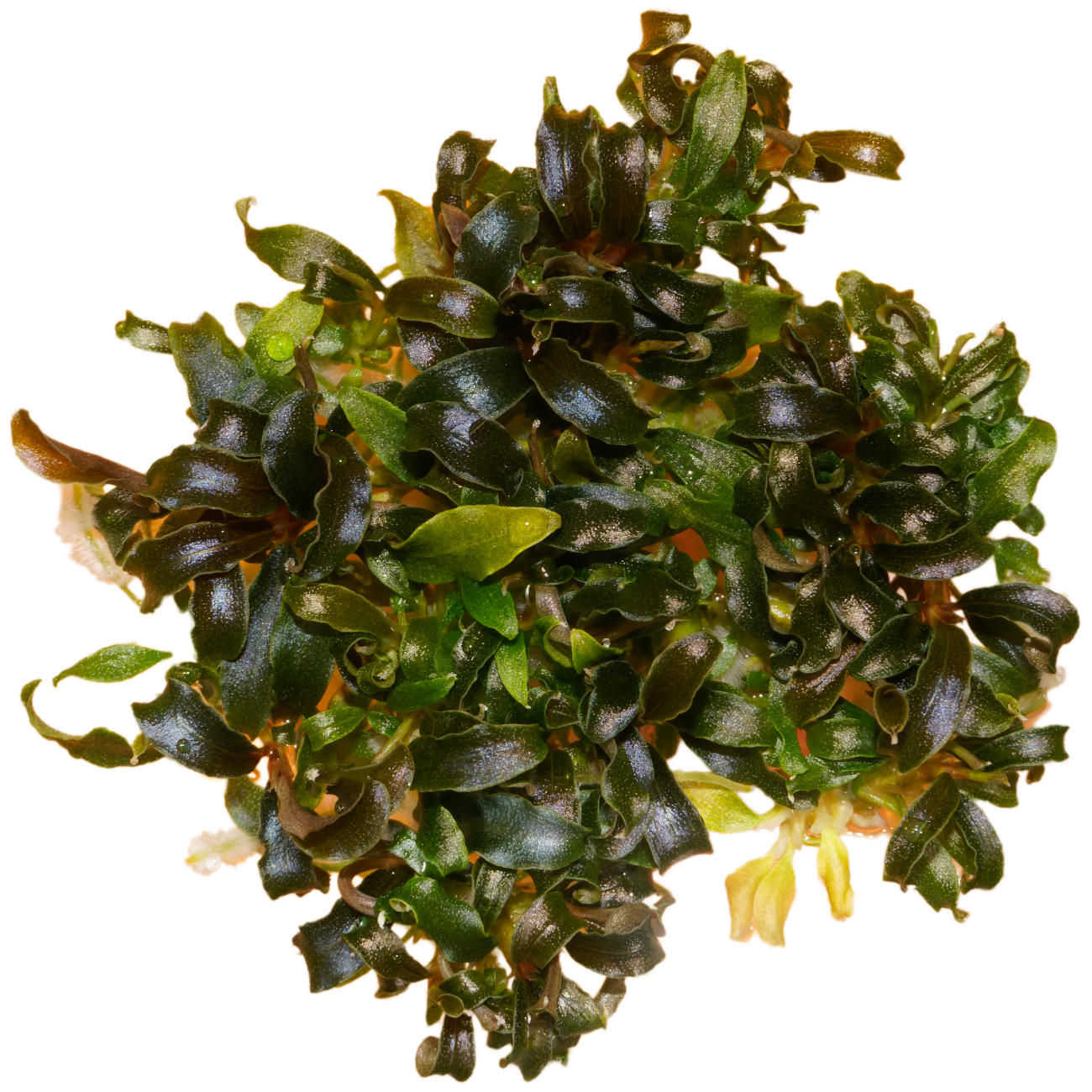 Bucephalandra kedagang