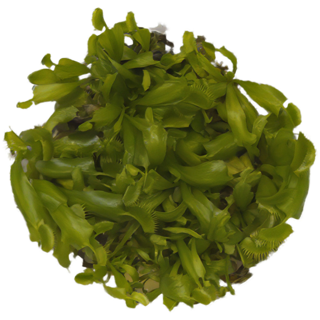 Venus Fly Trap (Red Cultivar)