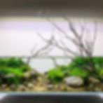Utricularia graminifolia