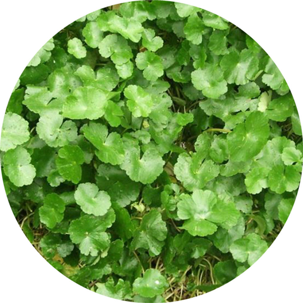 Hydrocotyle leucocephala