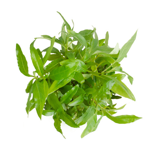 Hygrophila corymbosa 'Angustifolia' ABC Plants