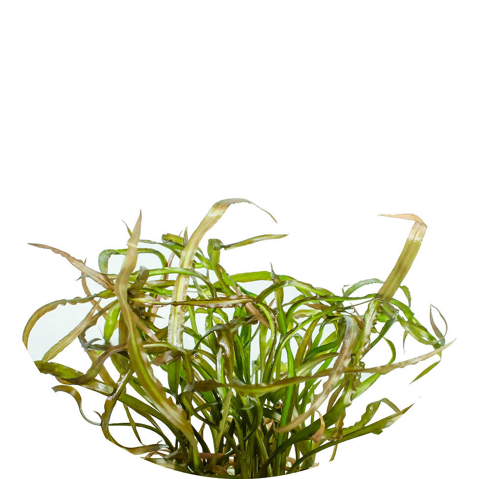 Cryptocoryne spiralis