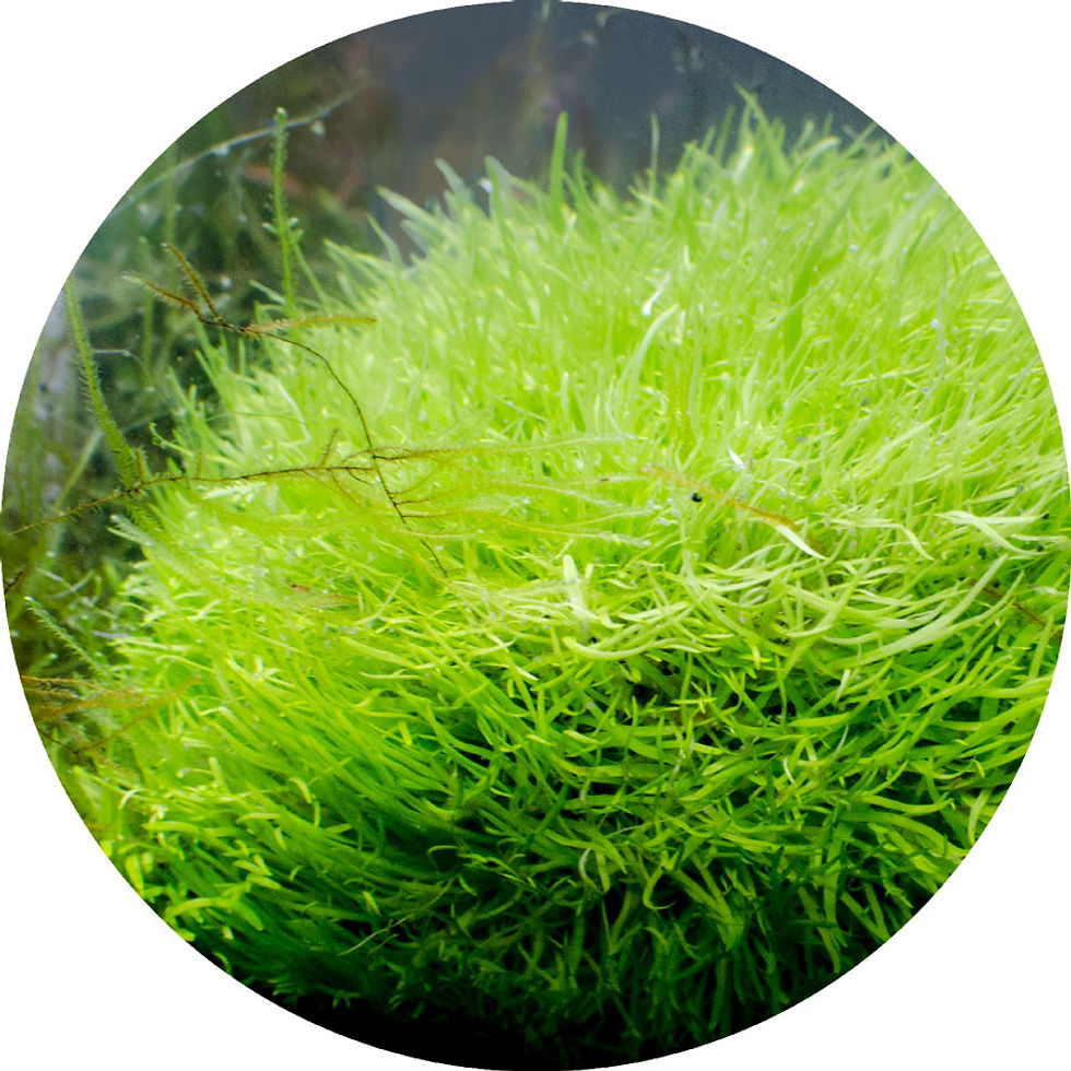 Utricularia graminifolia