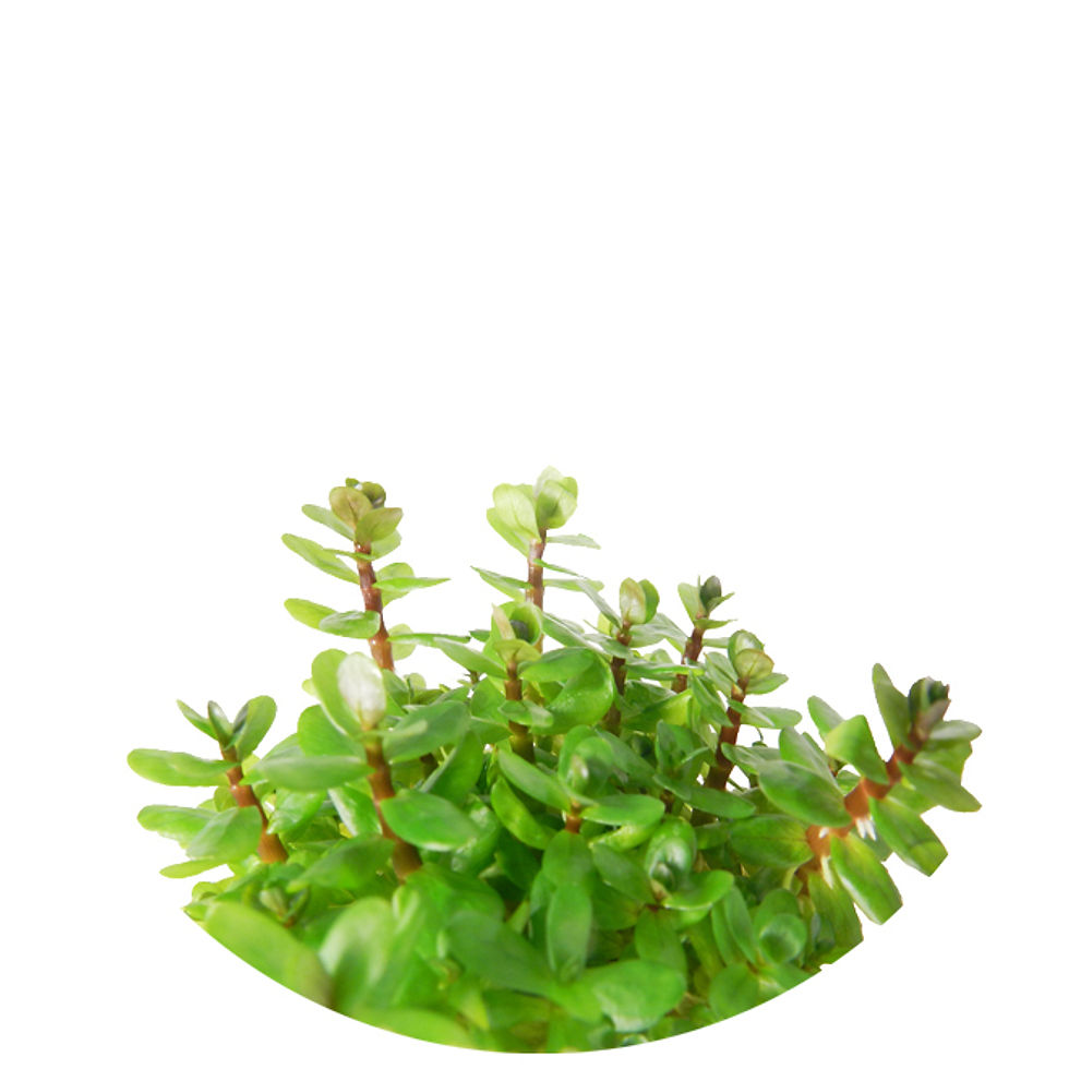 Rotala robustus 'Mini'