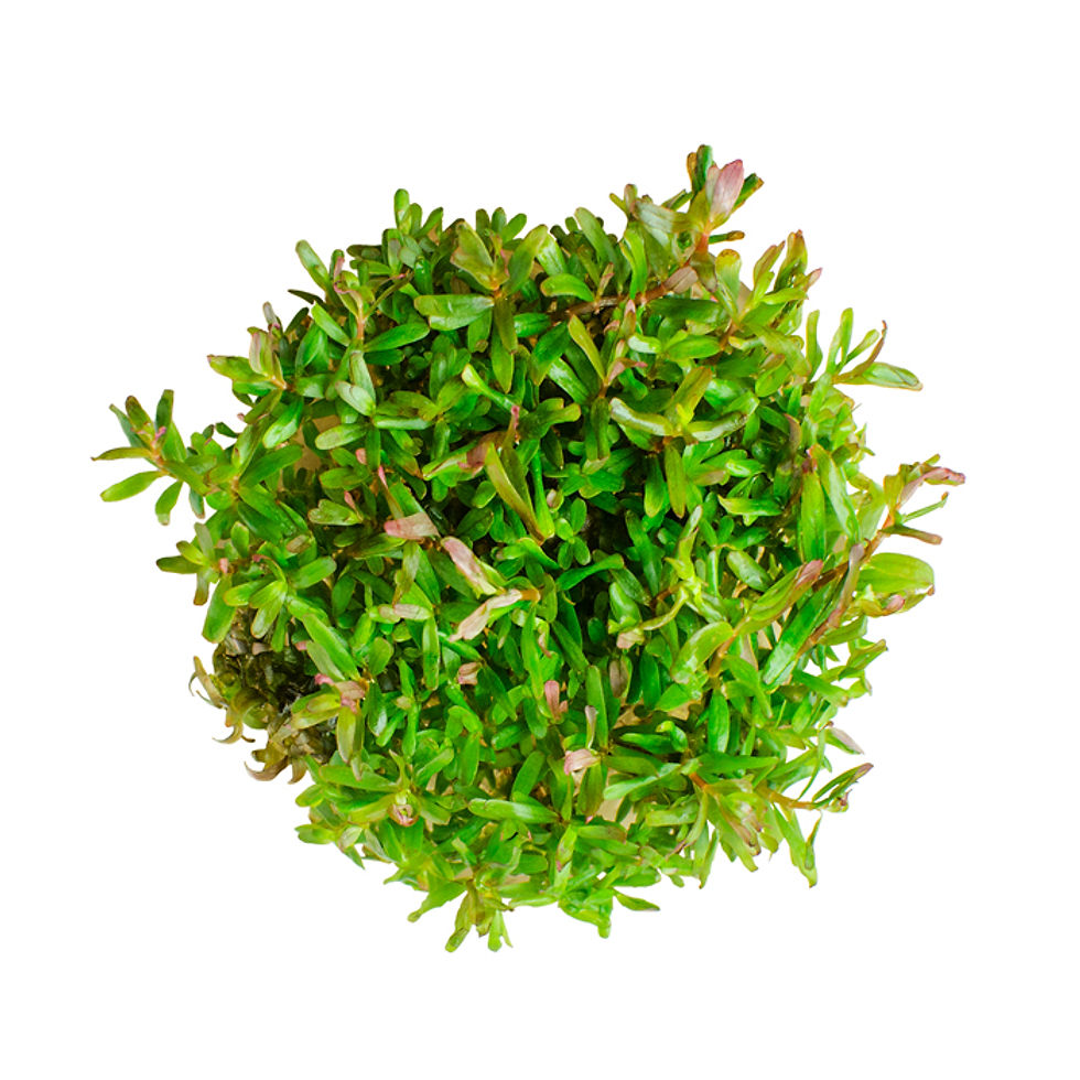 Rotala Vietnam H’ra