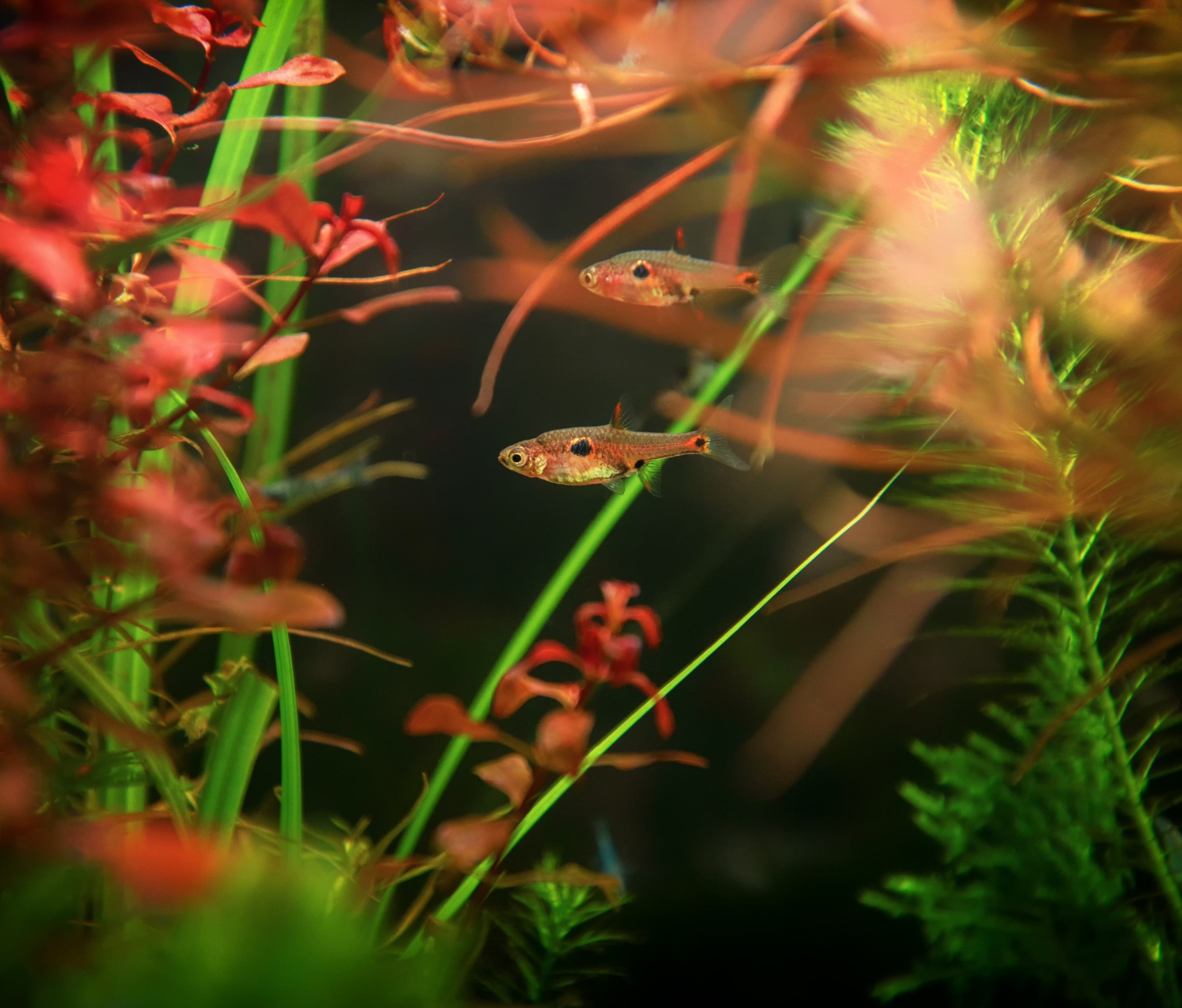 6 Celestial Pearl Danio – USA Bred, High Quality Homebred Galaxy Rasbora, Peaceful Community Fish
