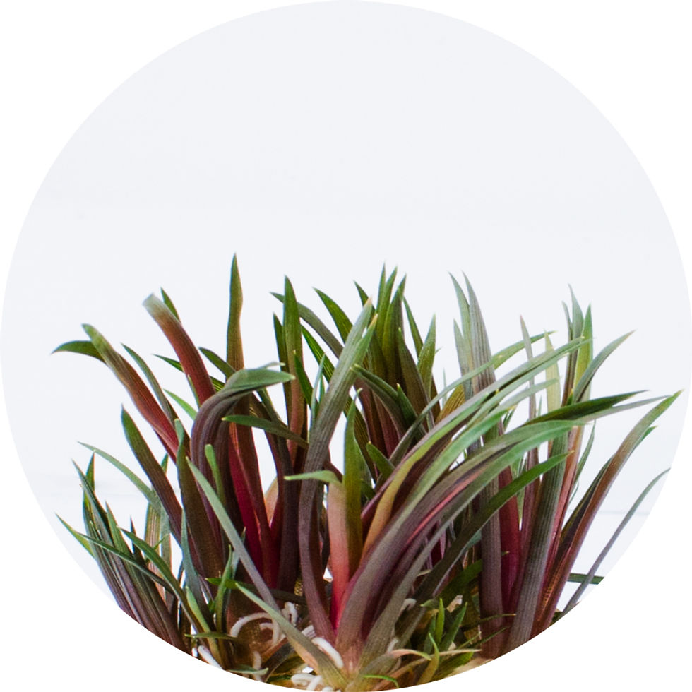 Eriocaulon King Crimson