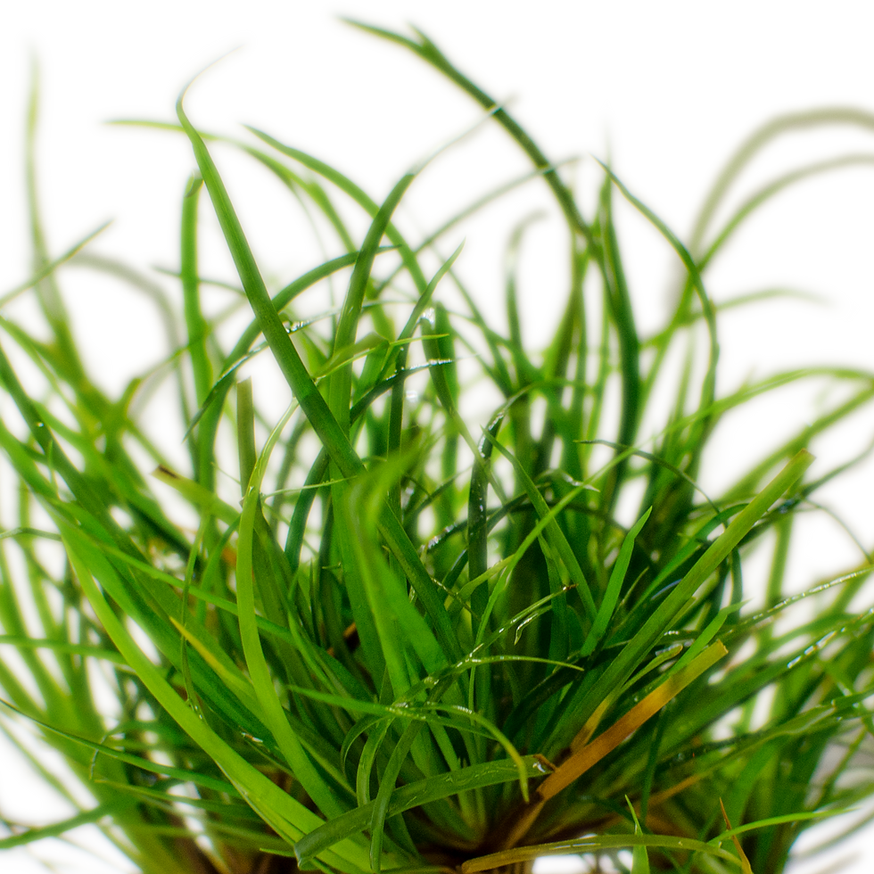 Juncus repens