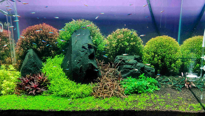 Curated visual reference: Aquascaping Techniques With Low Maintenance Plants Reference: Aquascaping Techniques For Planted Tankssculpting Serenity The Fusion