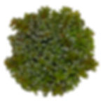 Rotala Orange Juice