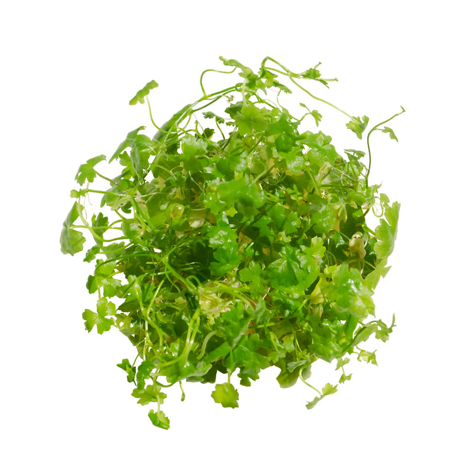 Hydrocotyle tripartita